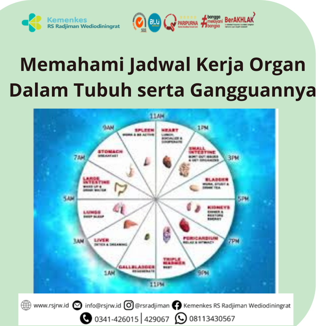 Memahami Jadwal Kerja Organ Dalam Tubuh serta Gangguannya